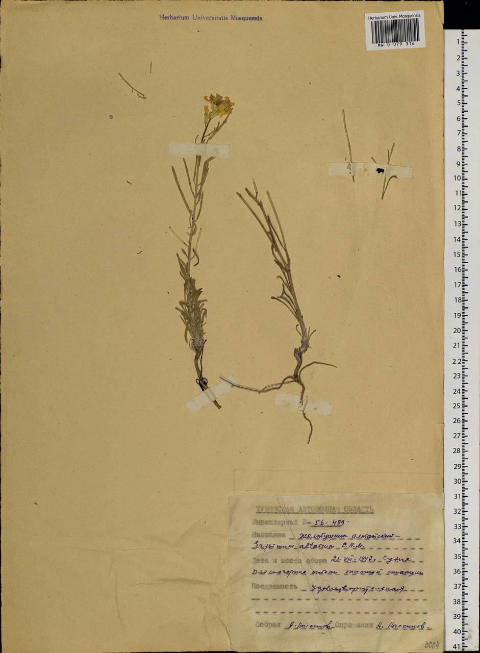 Erysimum altaicum C. A. Mey., Siberia, Altai & Sayany Mountains (S2) (Russia)