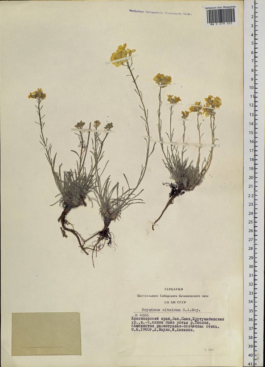 Erysimum altaicum C. A. Mey., Siberia, Altai & Sayany Mountains (S2) (Russia)