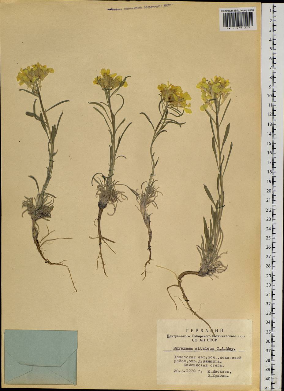 Erysimum altaicum C. A. Mey., Siberia, Altai & Sayany Mountains (S2) (Russia)