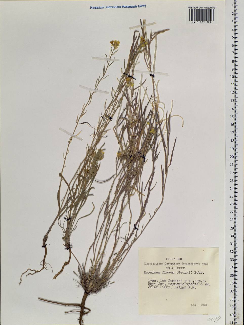 Erysimum altaicum C. A. Mey., Siberia, Altai & Sayany Mountains (S2) (Russia)