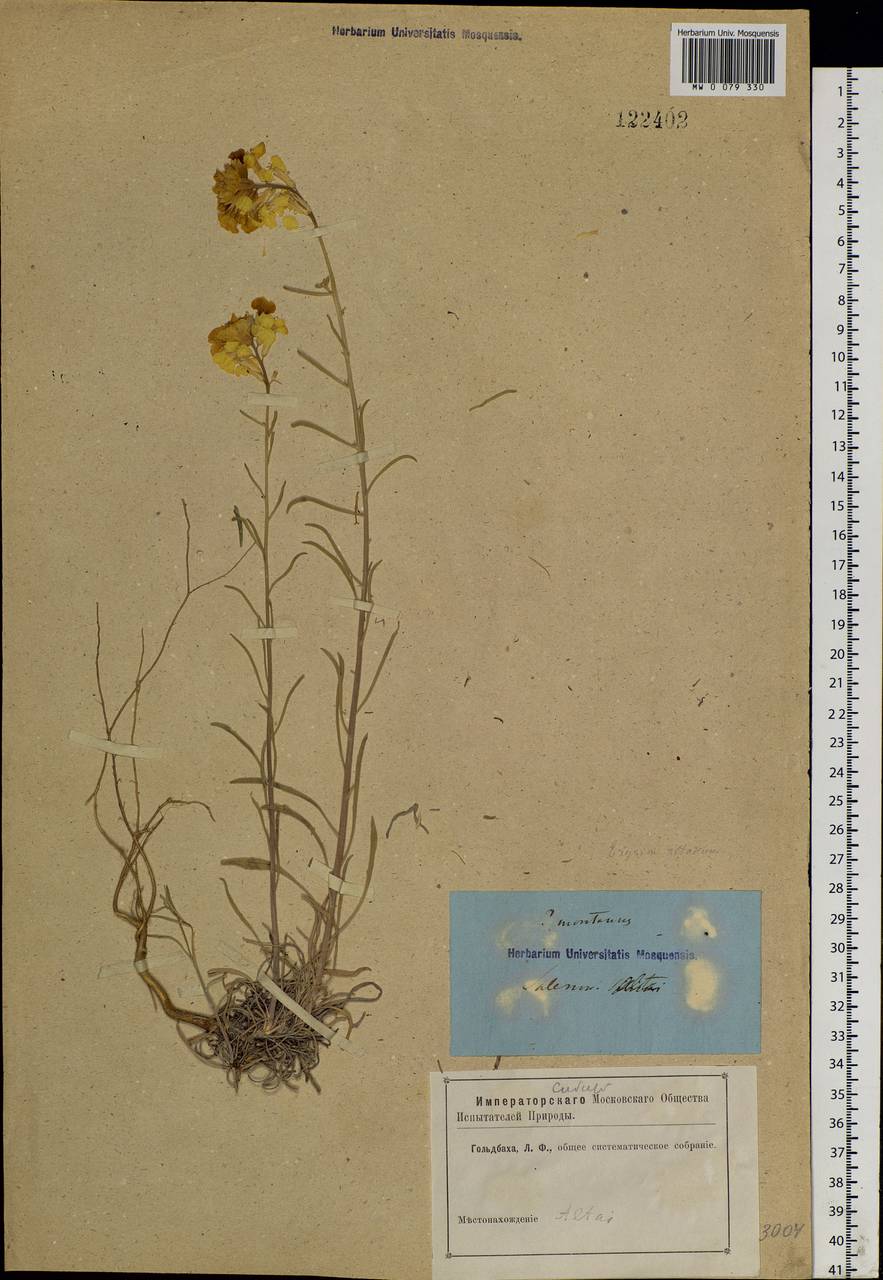 Erysimum altaicum C. A. Mey., Siberia, Altai & Sayany Mountains (S2) (Russia)