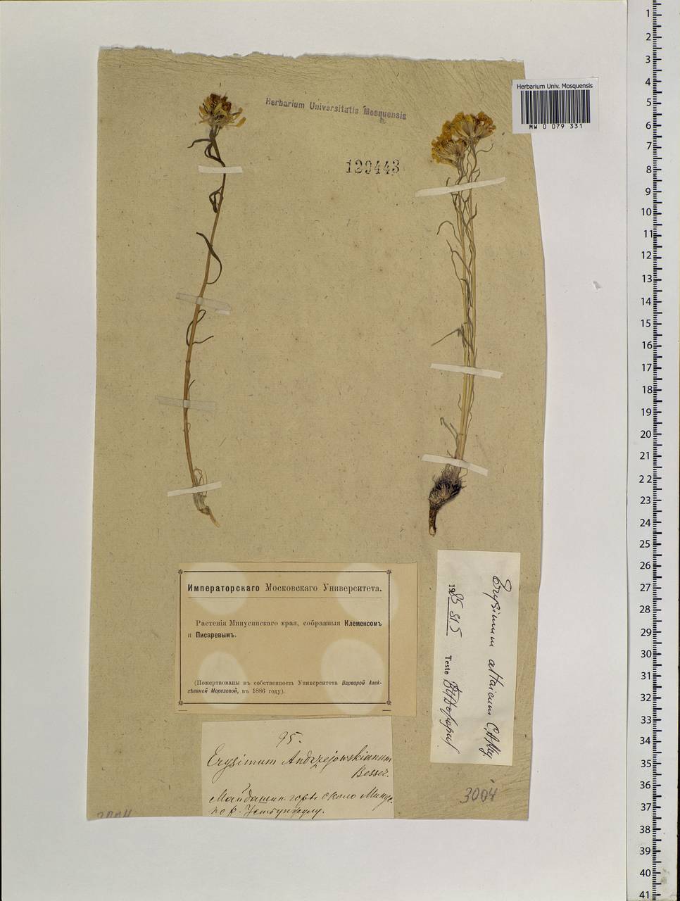 Erysimum altaicum C. A. Mey., Siberia, Altai & Sayany Mountains (S2) (Russia)