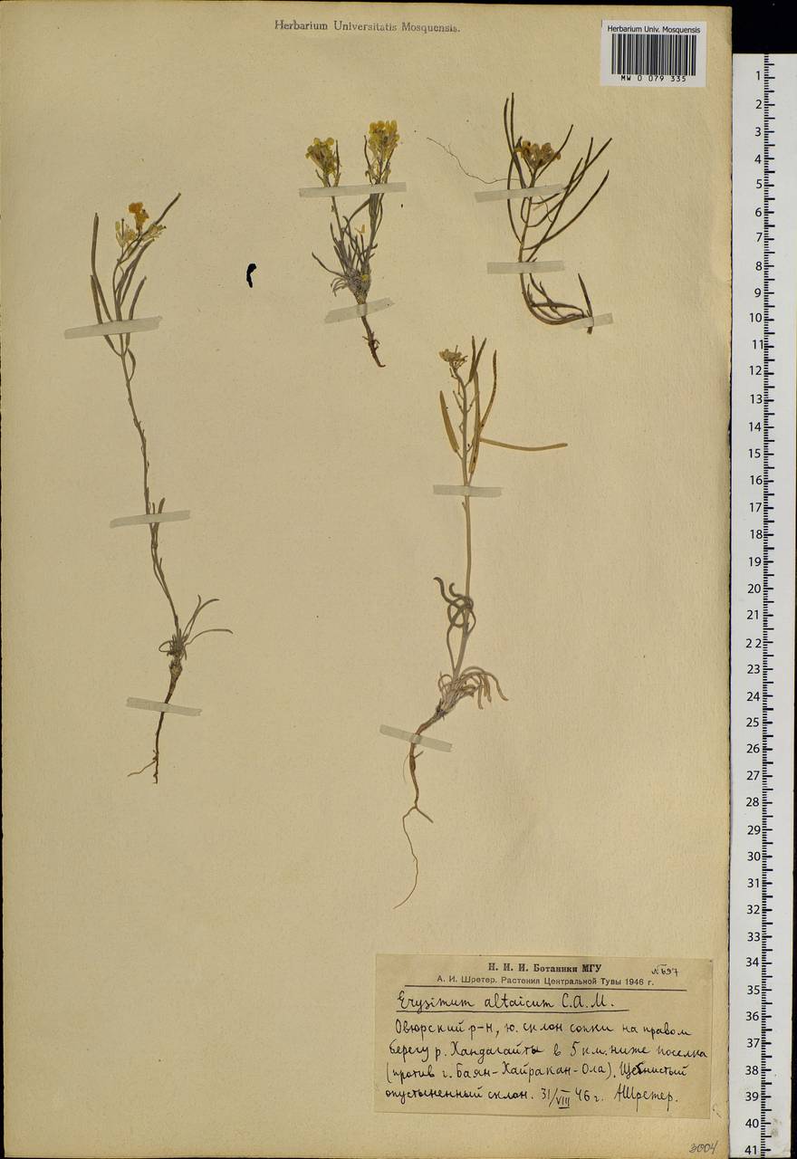 Erysimum altaicum C. A. Mey., Siberia, Altai & Sayany Mountains (S2) (Russia)