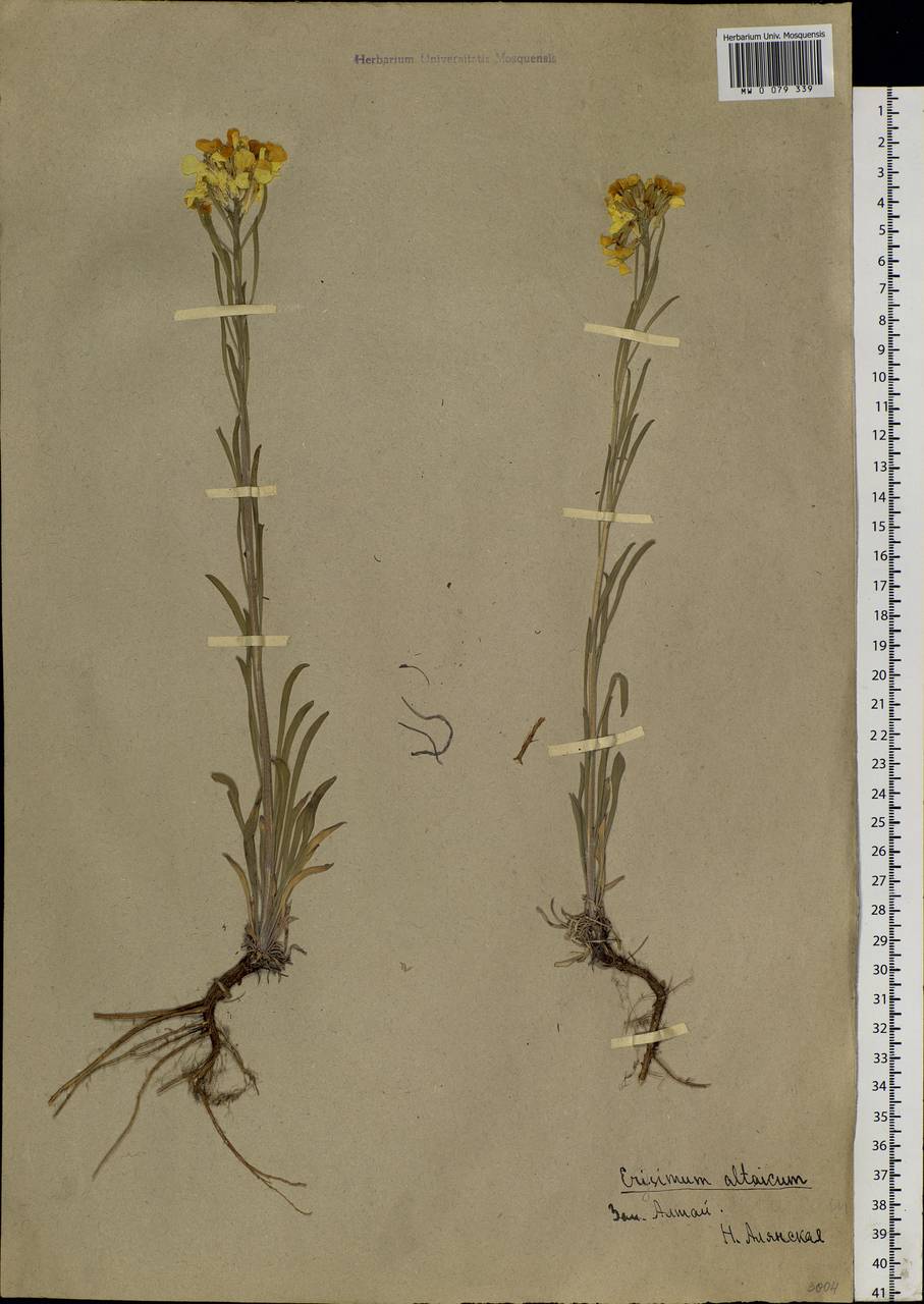 Erysimum altaicum C. A. Mey., Siberia, Altai & Sayany Mountains (S2) (Russia)