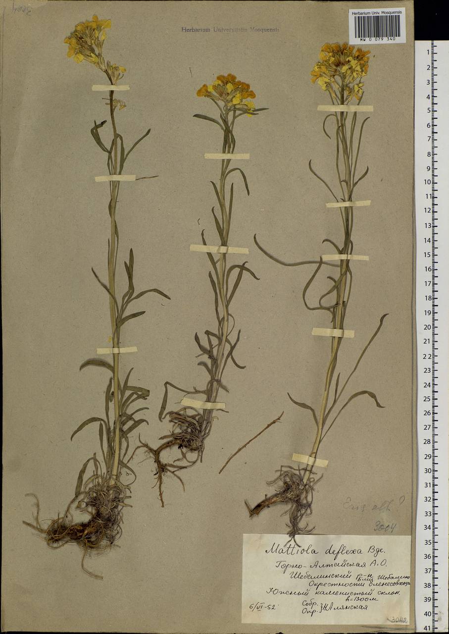 Erysimum altaicum C. A. Mey., Siberia, Altai & Sayany Mountains (S2) (Russia)