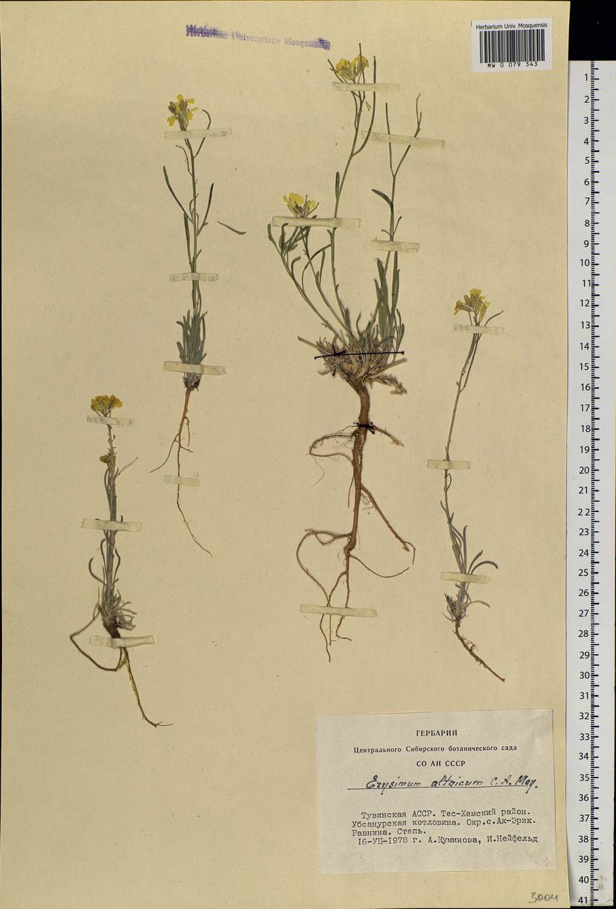 Erysimum altaicum C. A. Mey., Siberia, Altai & Sayany Mountains (S2) (Russia)
