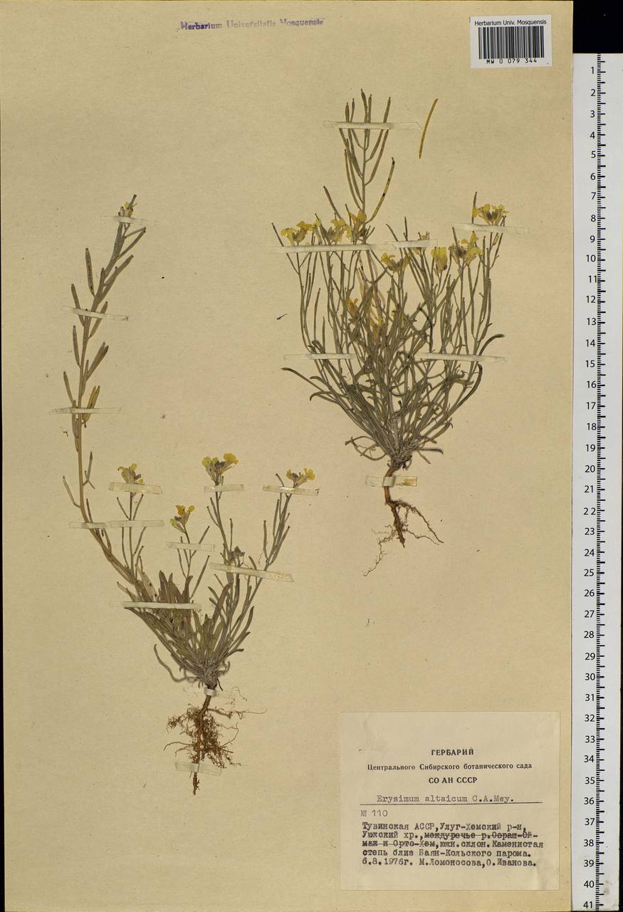 Erysimum altaicum C. A. Mey., Siberia, Altai & Sayany Mountains (S2) (Russia)