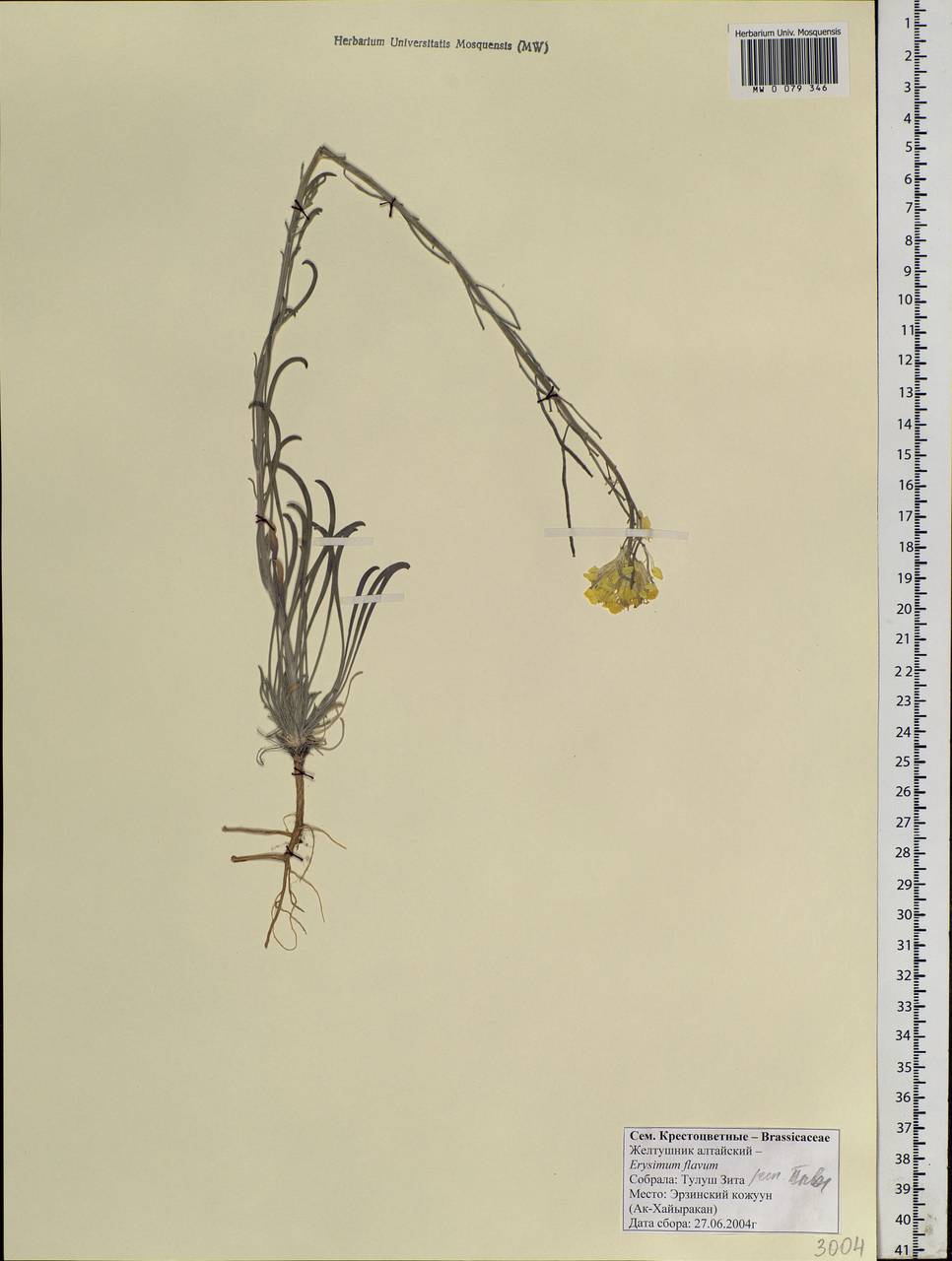 Erysimum altaicum C. A. Mey., Siberia, Altai & Sayany Mountains (S2) (Russia)