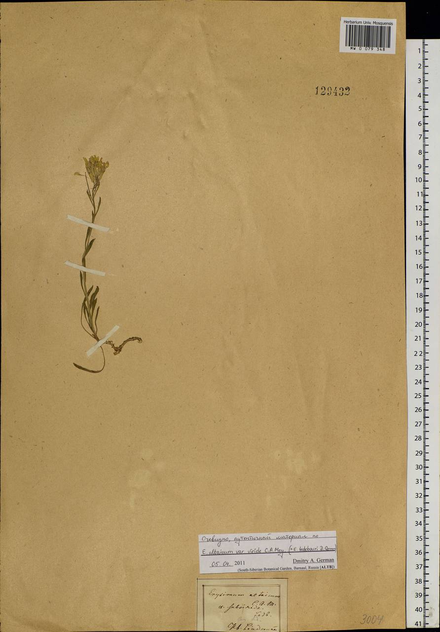 Erysimum altaicum C.A.Mey., Siberia (no precise locality) (S0) (Russia)