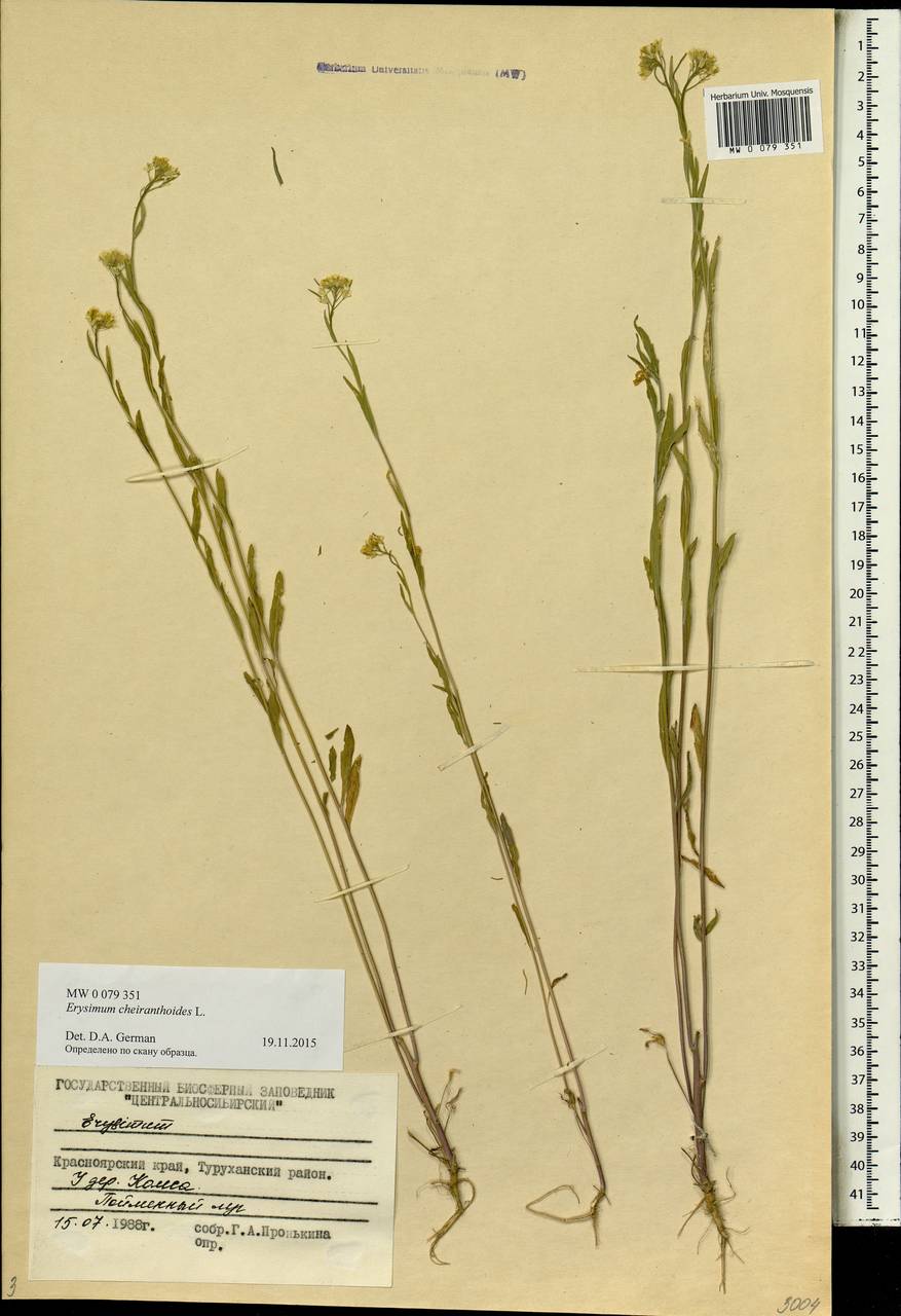 Erysimum cheiranthoides L., Siberia, Central Siberia (S3) (Russia)