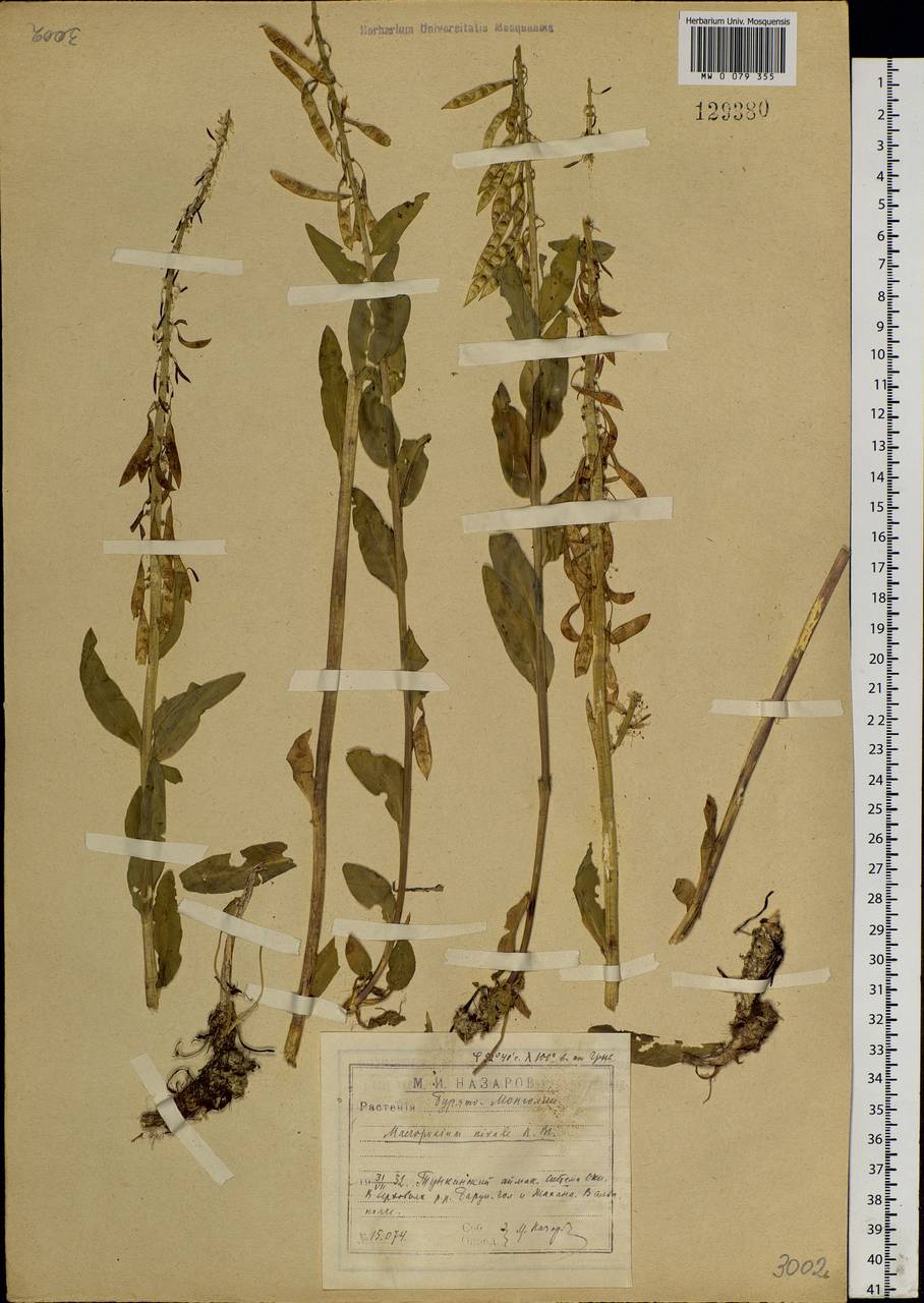 Macropodium nivale (Pall.) W. T. Aiton, Siberia, Baikal & Transbaikal region (S4) (Russia)