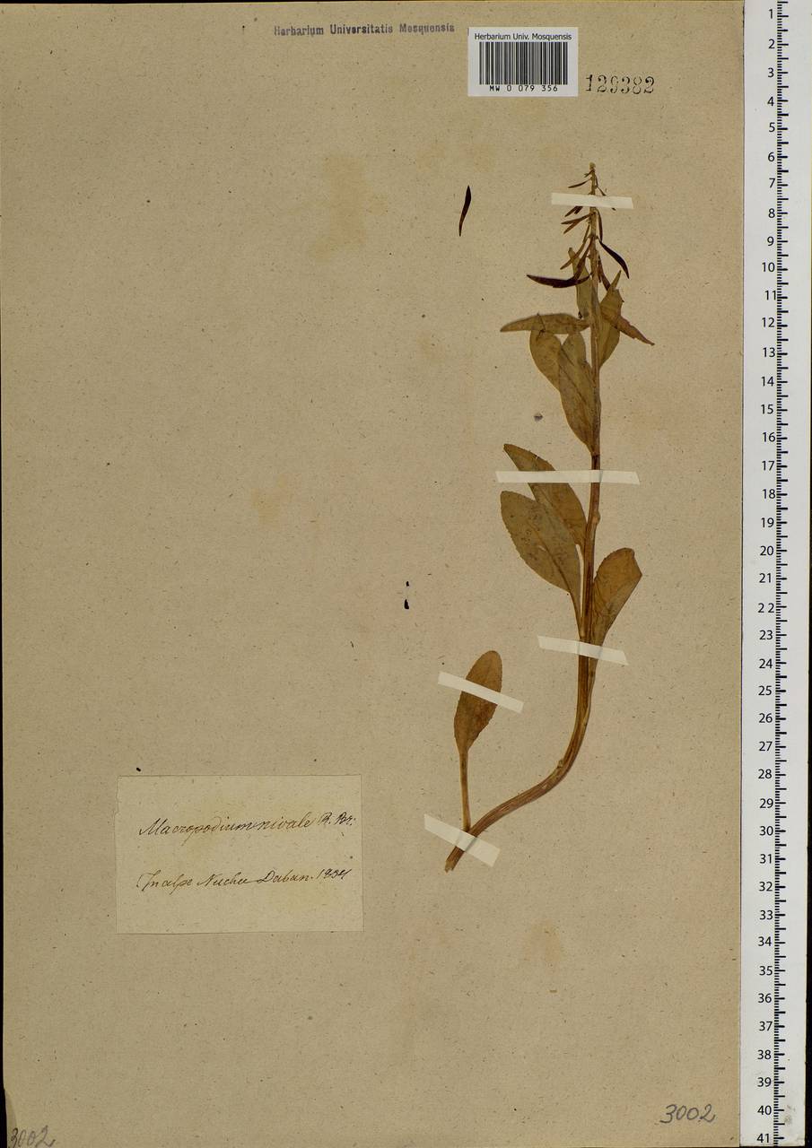 Macropodium nivale (Pall.) W. T. Aiton, Siberia, Baikal & Transbaikal region (S4) (Russia)