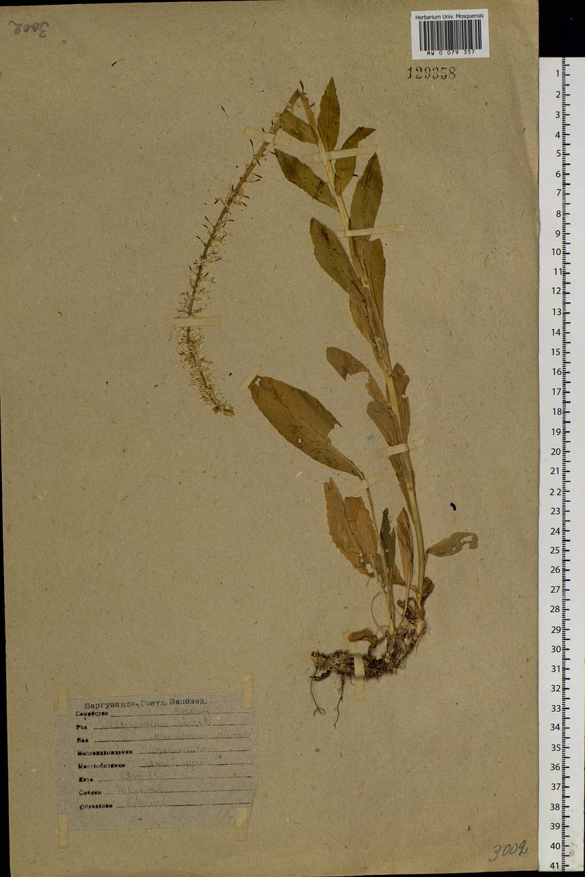 Macropodium nivale (Pall.) W. T. Aiton, Siberia, Baikal & Transbaikal region (S4) (Russia)