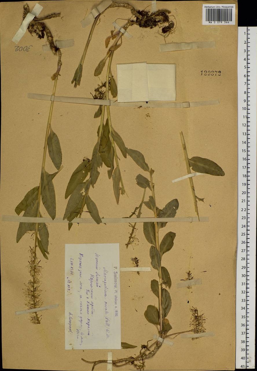 Macropodium nivale (Pall.) W. T. Aiton, Siberia, Western (Kazakhstan) Altai Mountains (S2a) (Kazakhstan)