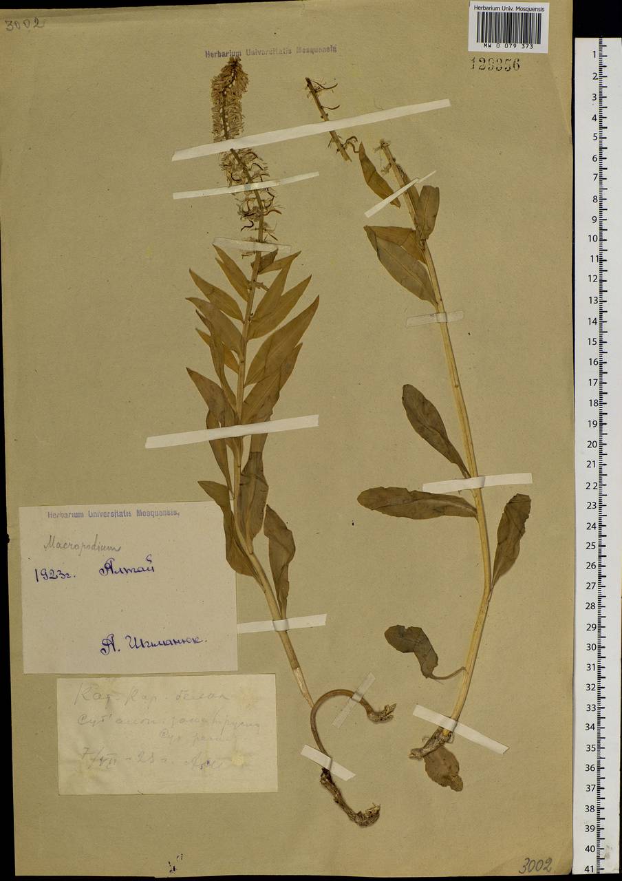 Macropodium nivale (Pall.) W. T. Aiton, Siberia, Western (Kazakhstan) Altai Mountains (S2a) (Kazakhstan)