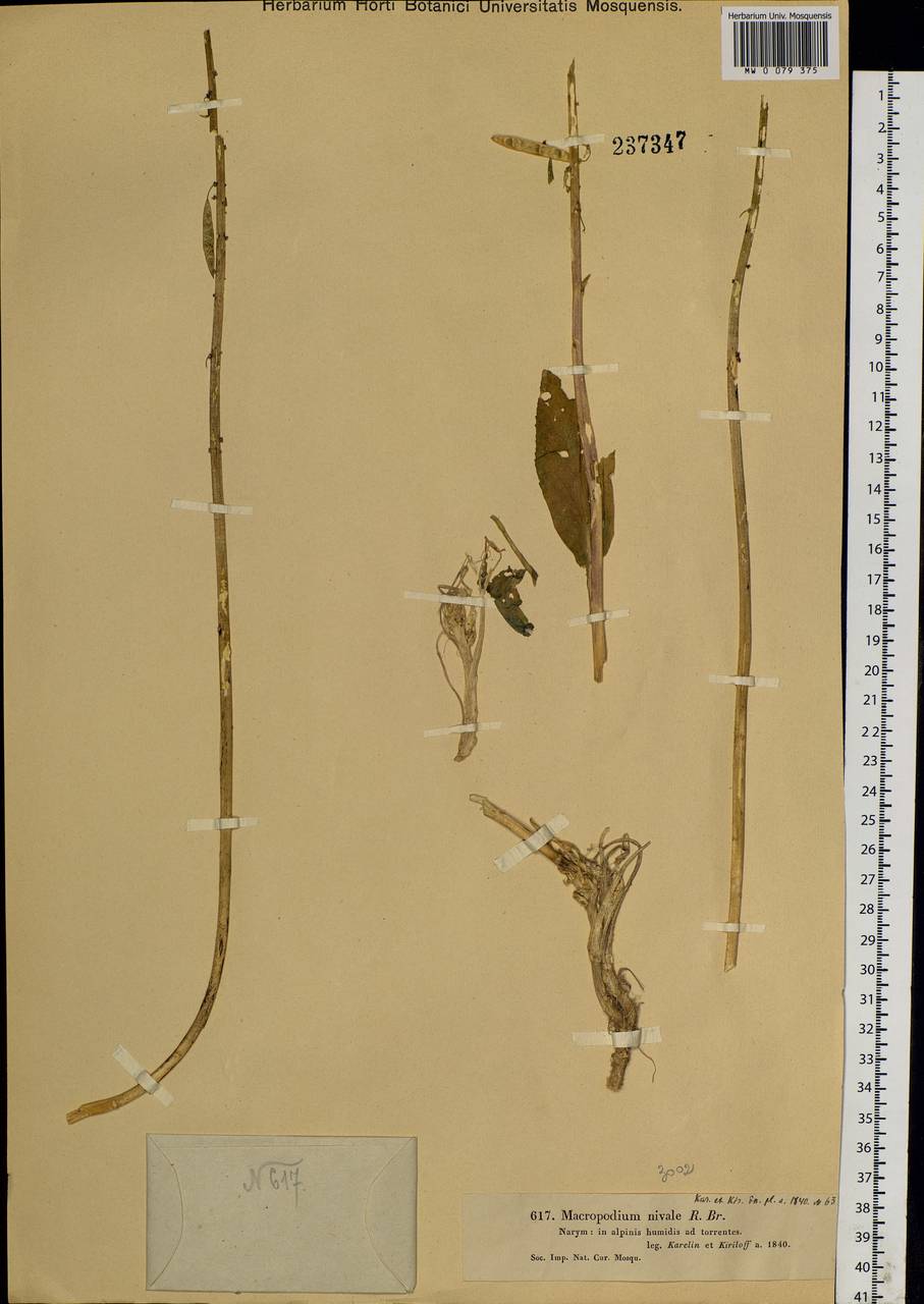 Macropodium nivale (Pall.) W.T.Aiton, Siberia, Western (Kazakhstan) Altai Mountains (S2a) (Kazakhstan)