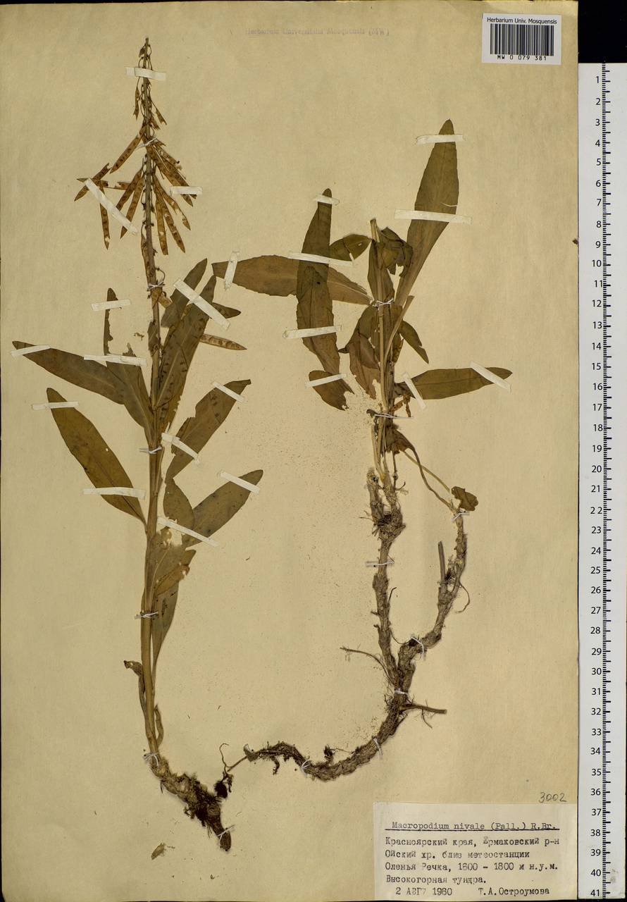 Macropodium nivale (Pall.) W. T. Aiton, Siberia, Altai & Sayany Mountains (S2) (Russia)