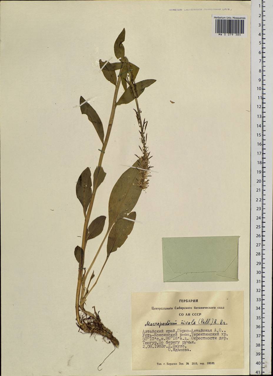 Macropodium nivale (Pall.) W. T. Aiton, Siberia, Altai & Sayany Mountains (S2) (Russia)