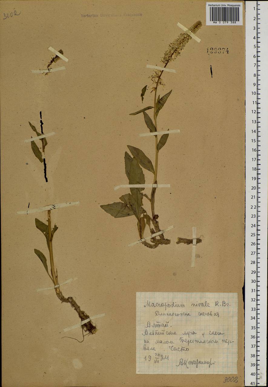 Macropodium nivale (Pall.) W. T. Aiton, Siberia, Altai & Sayany Mountains (S2) (Russia)