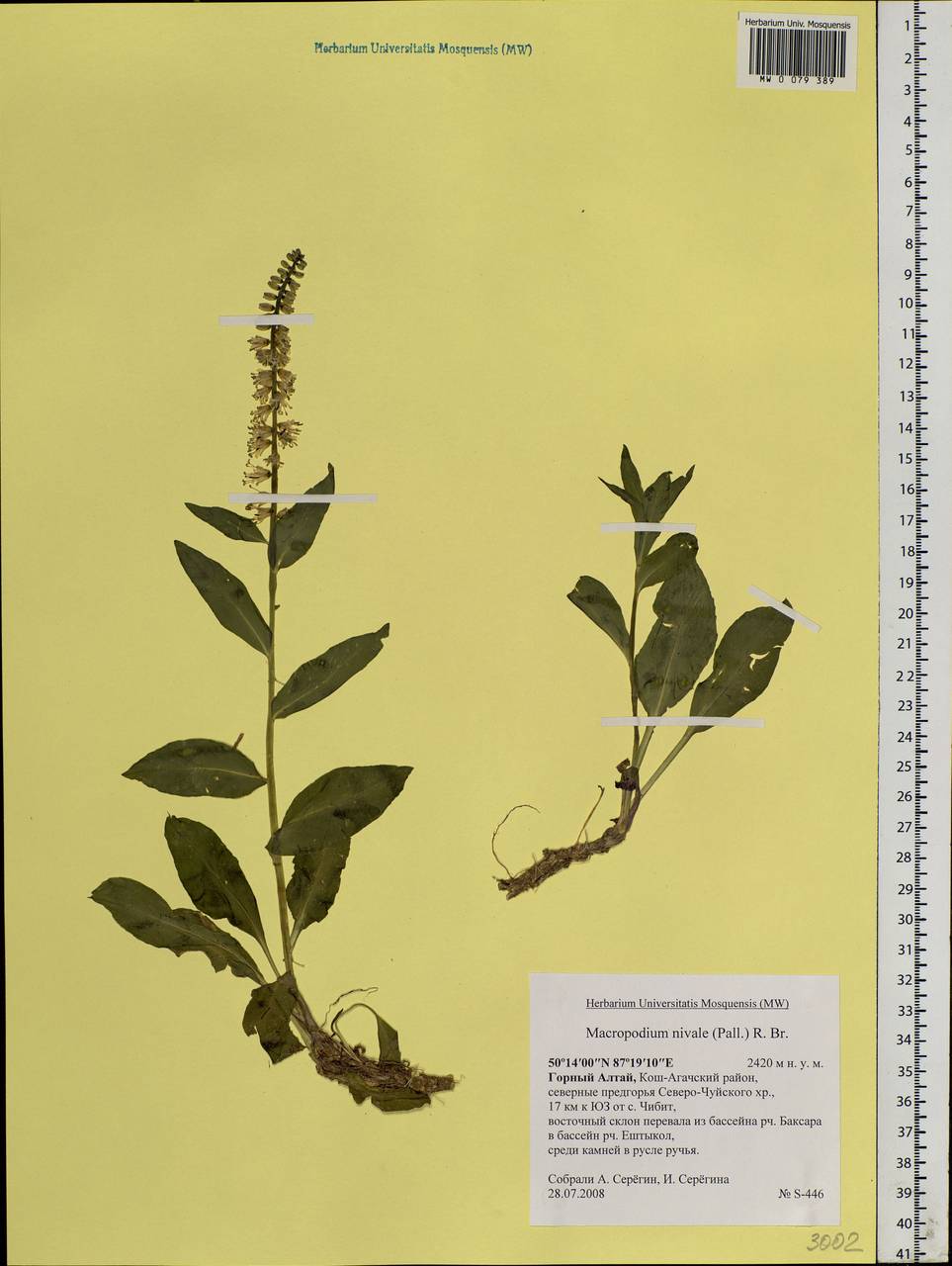 Macropodium nivale (Pall.) W.T.Aiton, Siberia, Altai & Sayany Mountains (S2) (Russia)