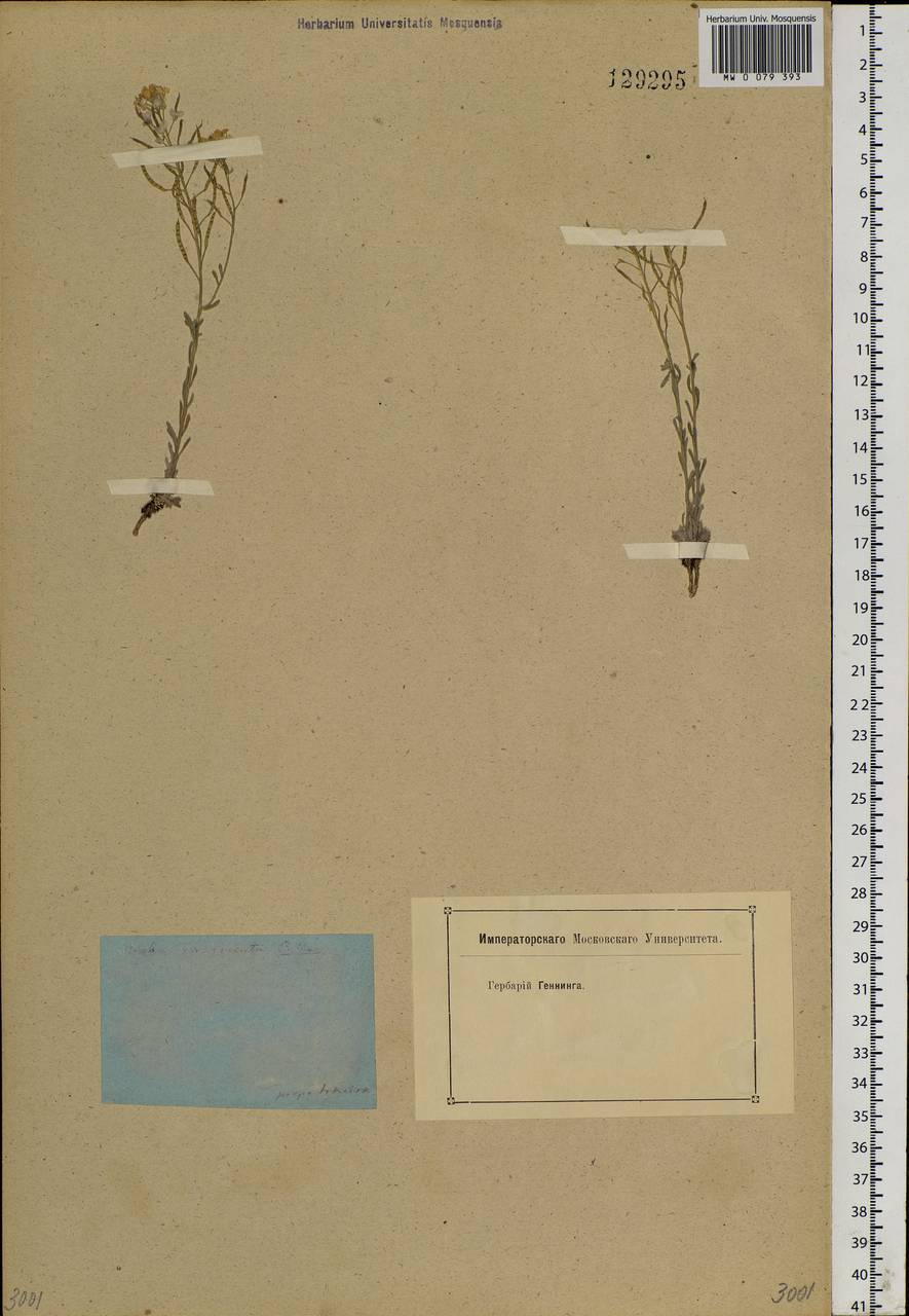 Stevenia cheiranthoides DC., Siberia, Baikal & Transbaikal region (S4) (Russia)