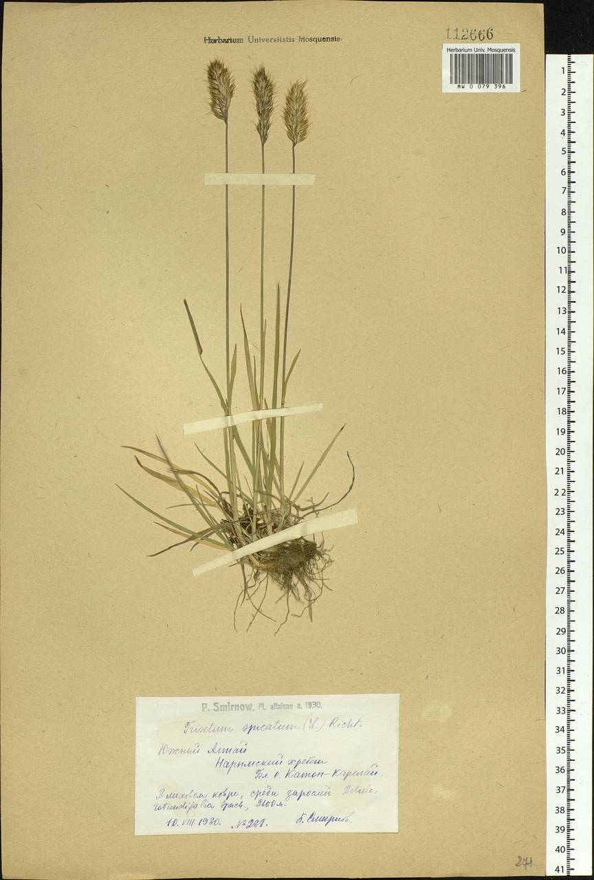 Koeleria spicata (L.) Barberá, Quintanar, Soreng & P.M.Peterson, Siberia, Western (Kazakhstan) Altai Mountains (S2a) (Kazakhstan)