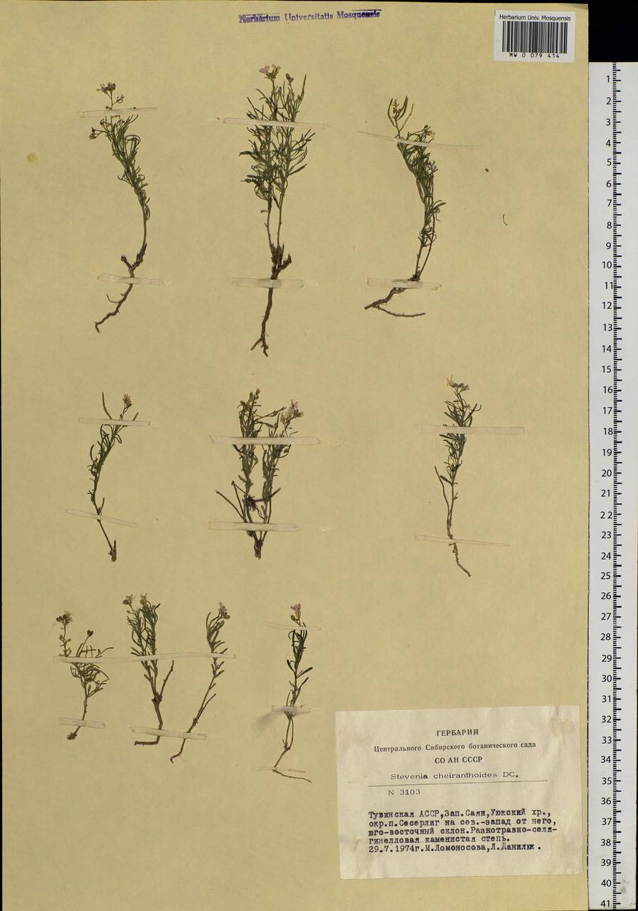 Stevenia cheiranthoides DC., Siberia, Altai & Sayany Mountains (S2) (Russia)
