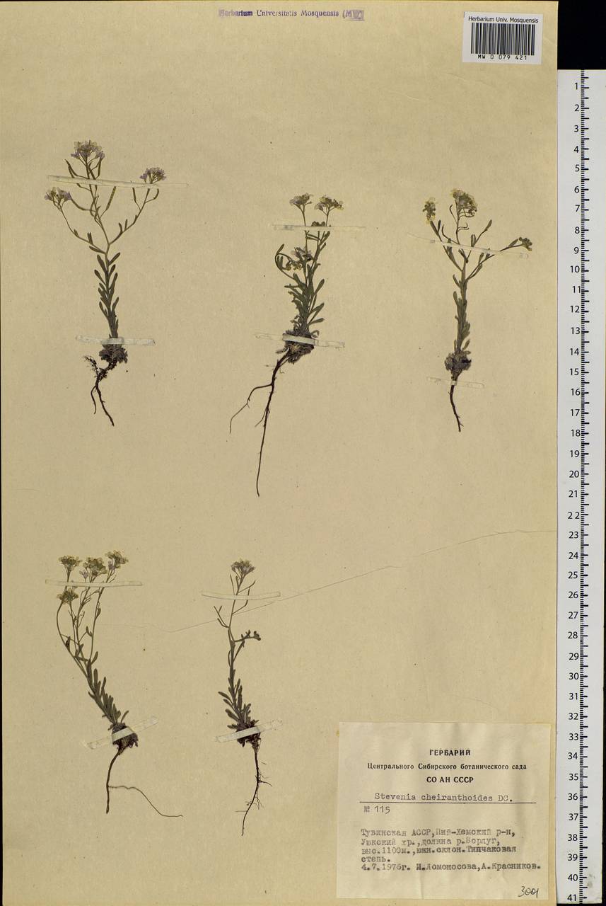 Stevenia cheiranthoides DC., Siberia, Altai & Sayany Mountains (S2) (Russia)