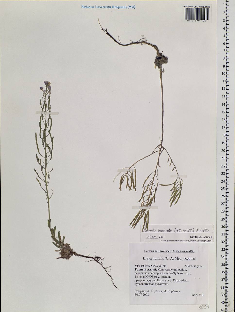 Stevenia cheiranthoides DC., Siberia, Altai & Sayany Mountains (S2) (Russia)