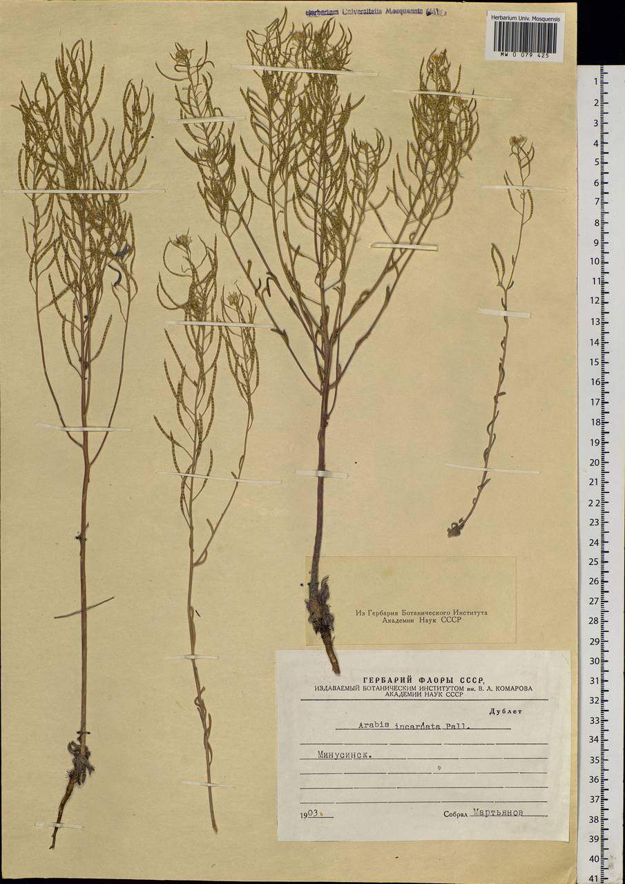 Stevenia cheiranthoides DC., Siberia, Altai & Sayany Mountains (S2) (Russia)