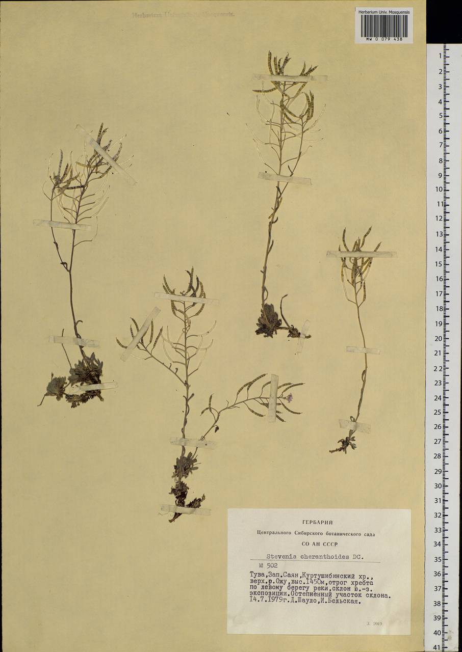 Stevenia cheiranthoides DC., Siberia, Altai & Sayany Mountains (S2) (Russia)