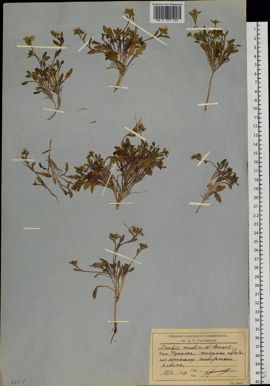 Arabidopsis lyrata subsp. petraea (L.) O'Kane & Al-Shehbaz, Siberia, Chukotka & Kamchatka (S7) (Russia)