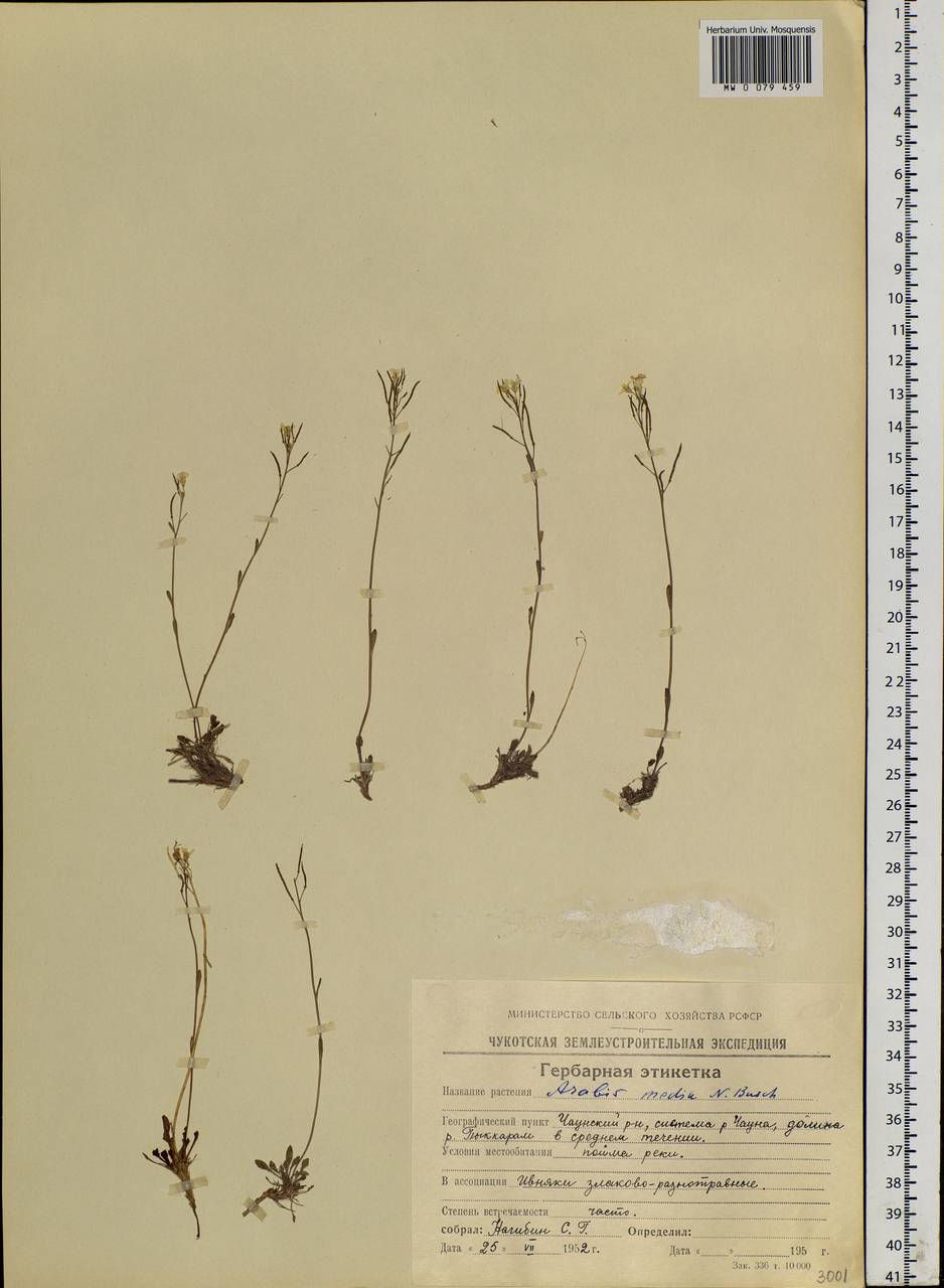 Arabidopsis lyrata subsp. petraea (L.) O'Kane & Al-Shehbaz, Siberia, Chukotka & Kamchatka (S7) (Russia)