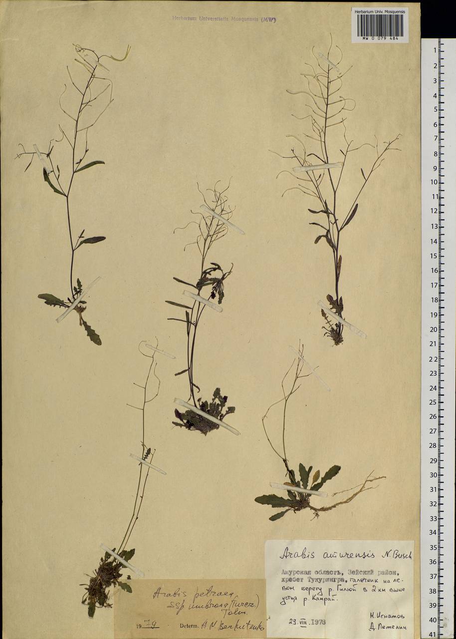 Arabidopsis lyrata subsp. petraea (L.) O'Kane & Al-Shehbaz, Siberia, Russian Far East (S6) (Russia)