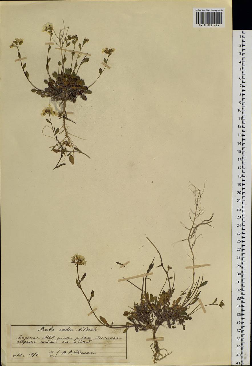 Arabidopsis lyrata subsp. petraea (L.) O'Kane & Al-Shehbaz, Siberia, Yakutia (S5) (Russia)