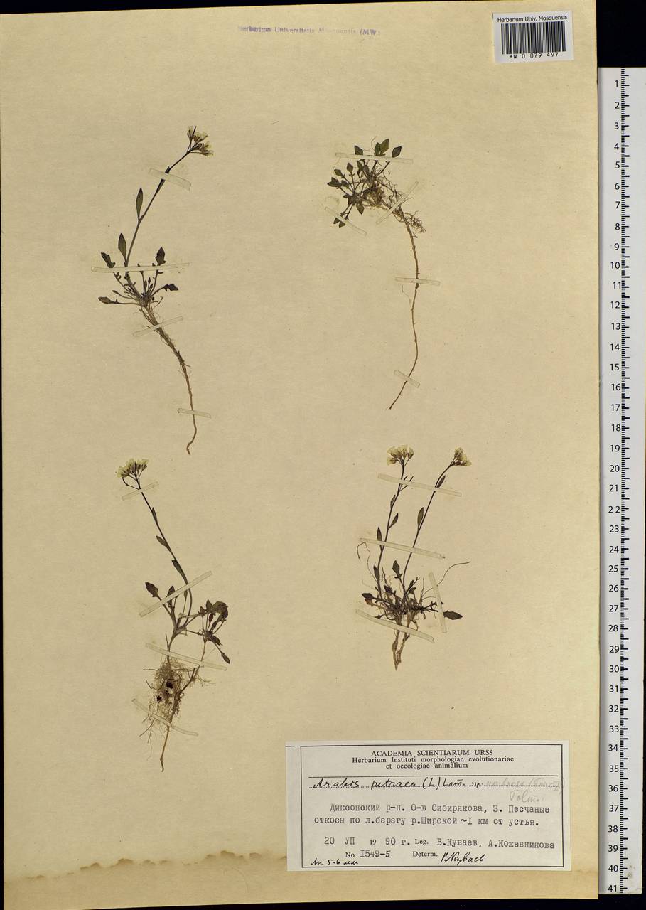 Arabidopsis lyrata subsp. petraea (L.) O'Kane & Al-Shehbaz, Siberia, Central Siberia (S3) (Russia)