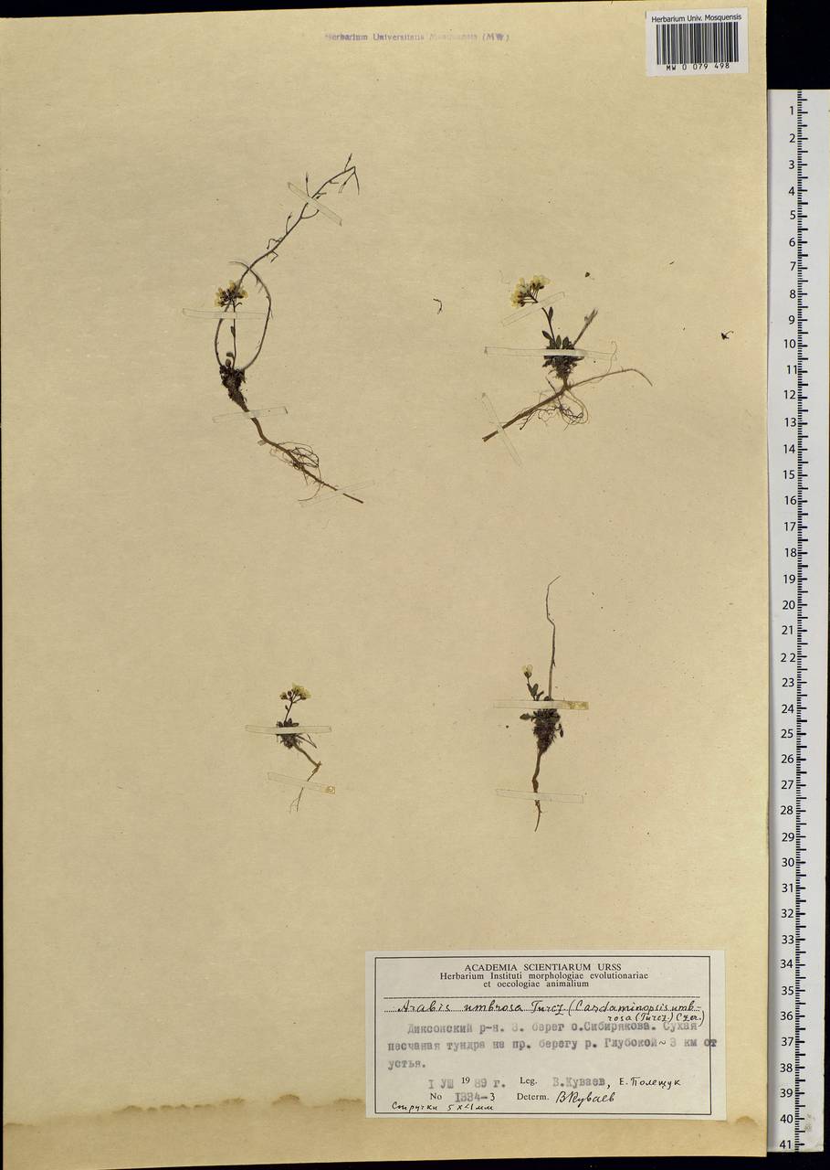 Arabidopsis lyrata subsp. petraea (L.) O'Kane & Al-Shehbaz, Siberia, Central Siberia (S3) (Russia)