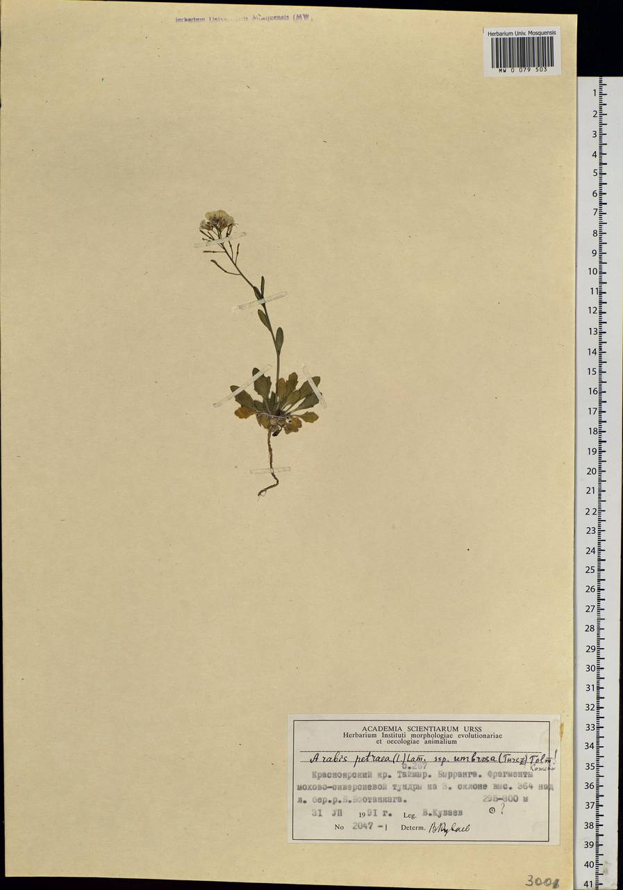Arabidopsis lyrata subsp. petraea (L.) O'Kane & Al-Shehbaz, Siberia, Central Siberia (S3) (Russia)