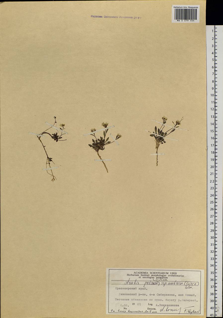 Arabidopsis lyrata subsp. petraea (L.) O'Kane & Al-Shehbaz, Siberia, Central Siberia (S3) (Russia)