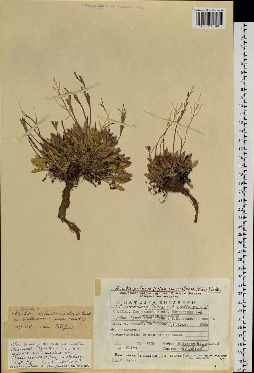 Arabidopsis lyrata subsp. petraea (L.) O'Kane & Al-Shehbaz, Eastern Europe, Eastern region (E10) (Russia)