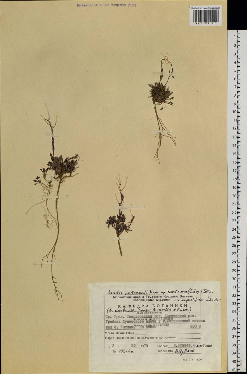Arabidopsis lyrata subsp. petraea (L.) O'Kane & Al-Shehbaz, Eastern Europe, Eastern region (E10) (Russia)