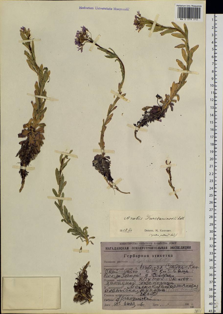 Boechera falcata (Turcz.) Al-Shehbaz, Siberia, Chukotka & Kamchatka (S7) (Russia)