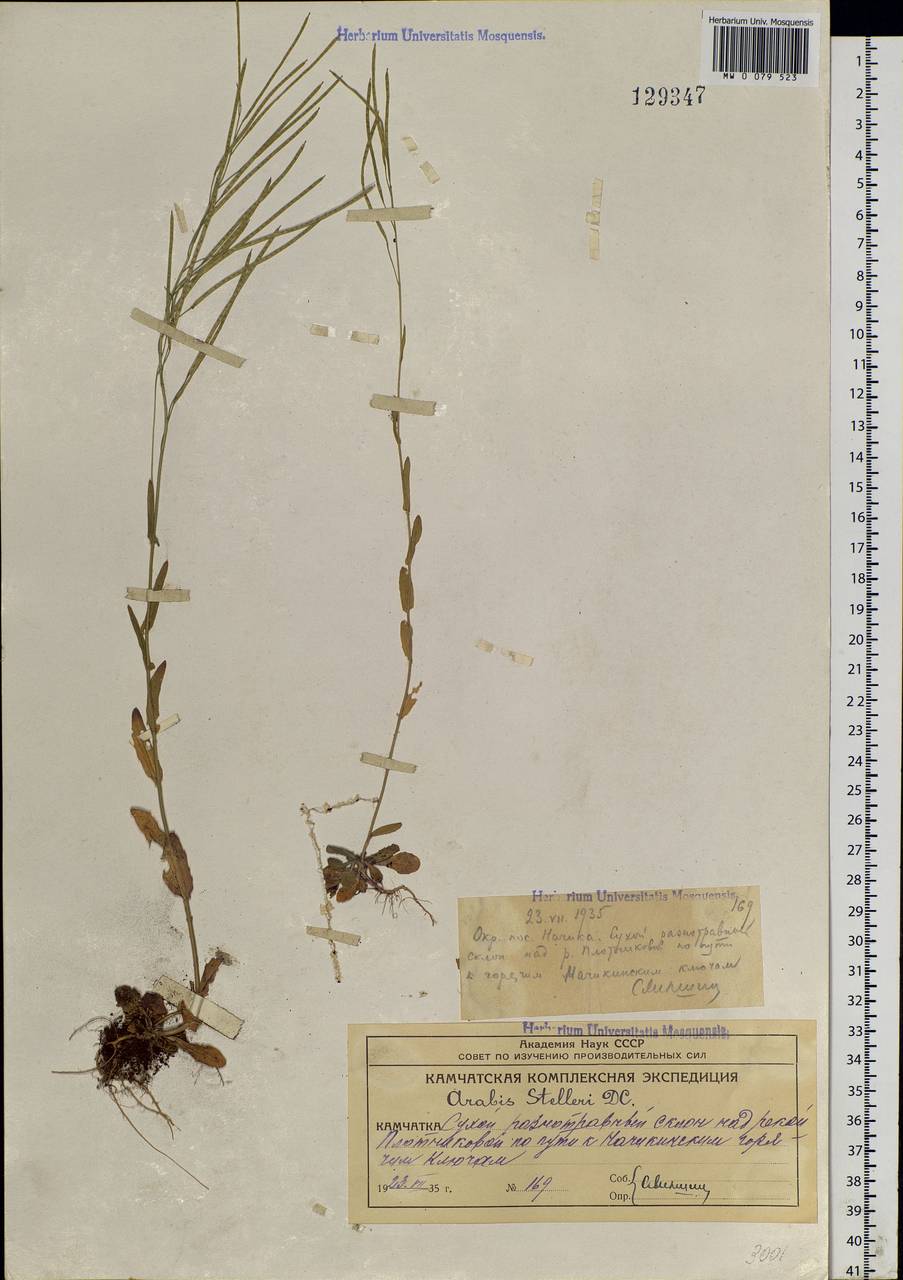 Turritis stelleri (DC.) V. I. Dorof., Siberia, Chukotka & Kamchatka (S7) (Russia)