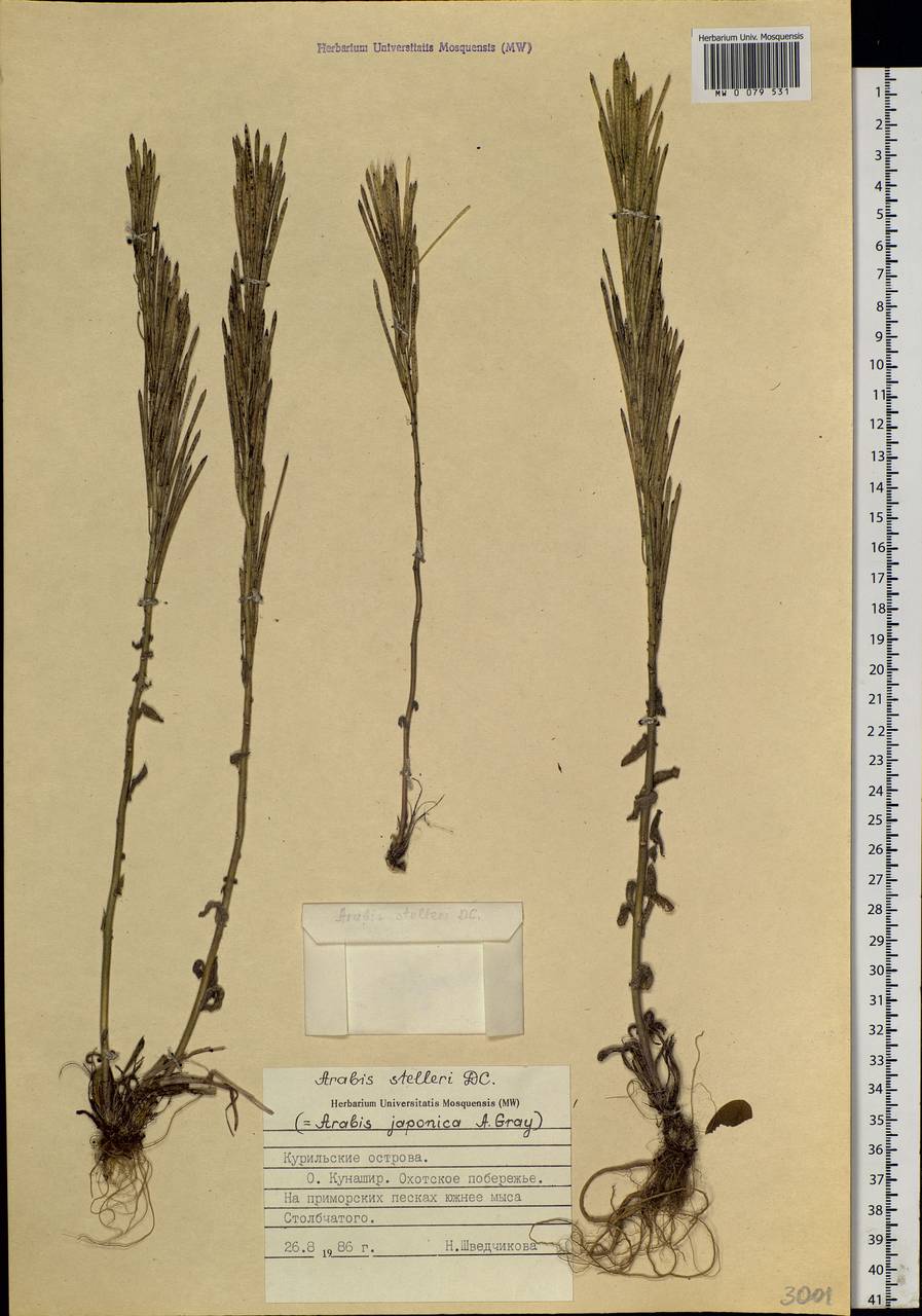 Turritis stelleri (DC.) V. I. Dorof., Siberia, Russian Far East (S6) (Russia)