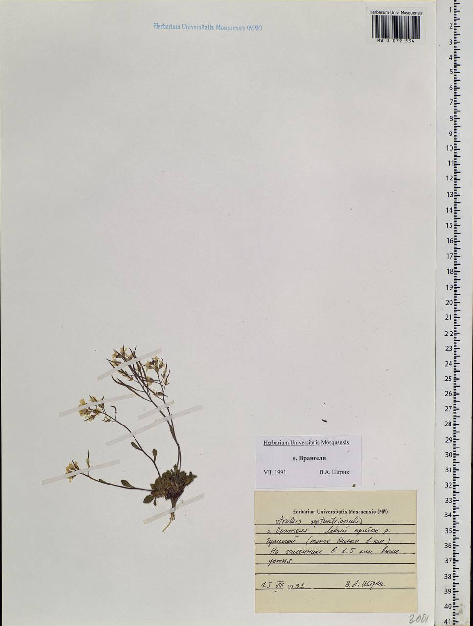 Arabidopsis septentrionalis (N. Busch) D. A. German, Siberia, Chukotka & Kamchatka (S7) (Russia)