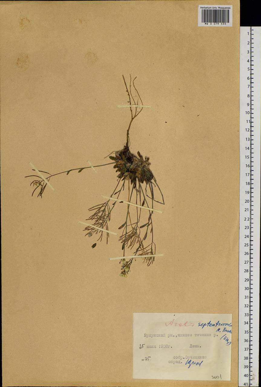 Arabidopsis septentrionalis (N. Busch) D. A. German, Siberia, Yakutia (S5) (Russia)