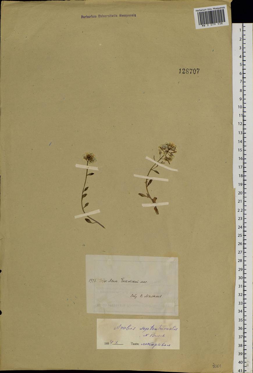 Arabidopsis septentrionalis (N. Busch) D. A. German, Siberia, Yakutia (S5) (Russia)