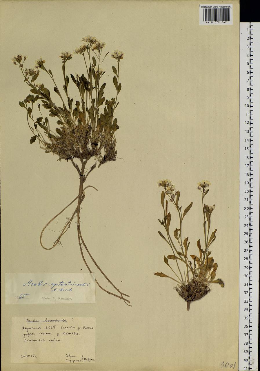 Arabidopsis septentrionalis (N. Busch) D. A. German, Siberia, Yakutia (S5) (Russia)