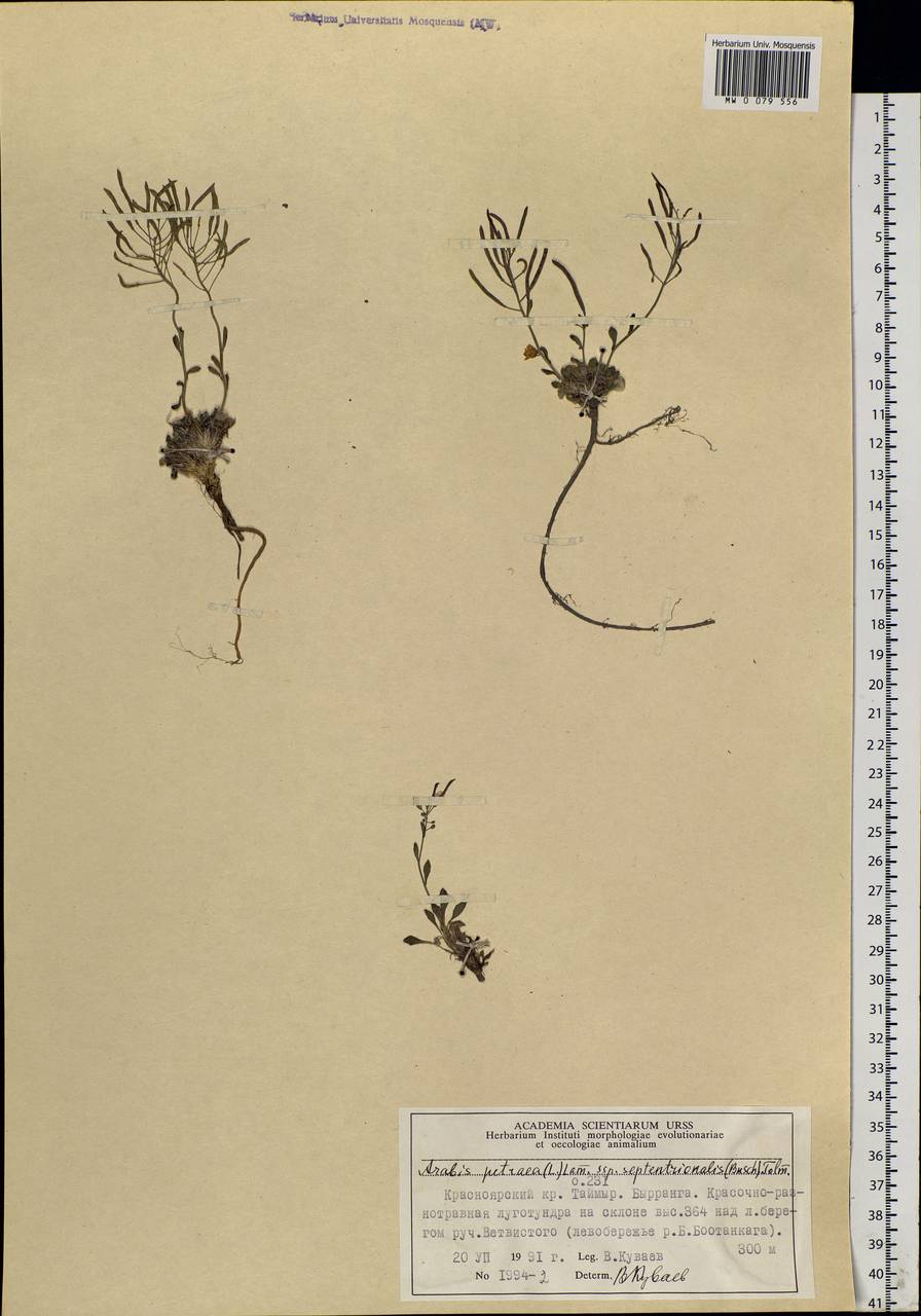 Arabidopsis septentrionalis (N. Busch) D. A. German, Siberia, Central Siberia (S3) (Russia)