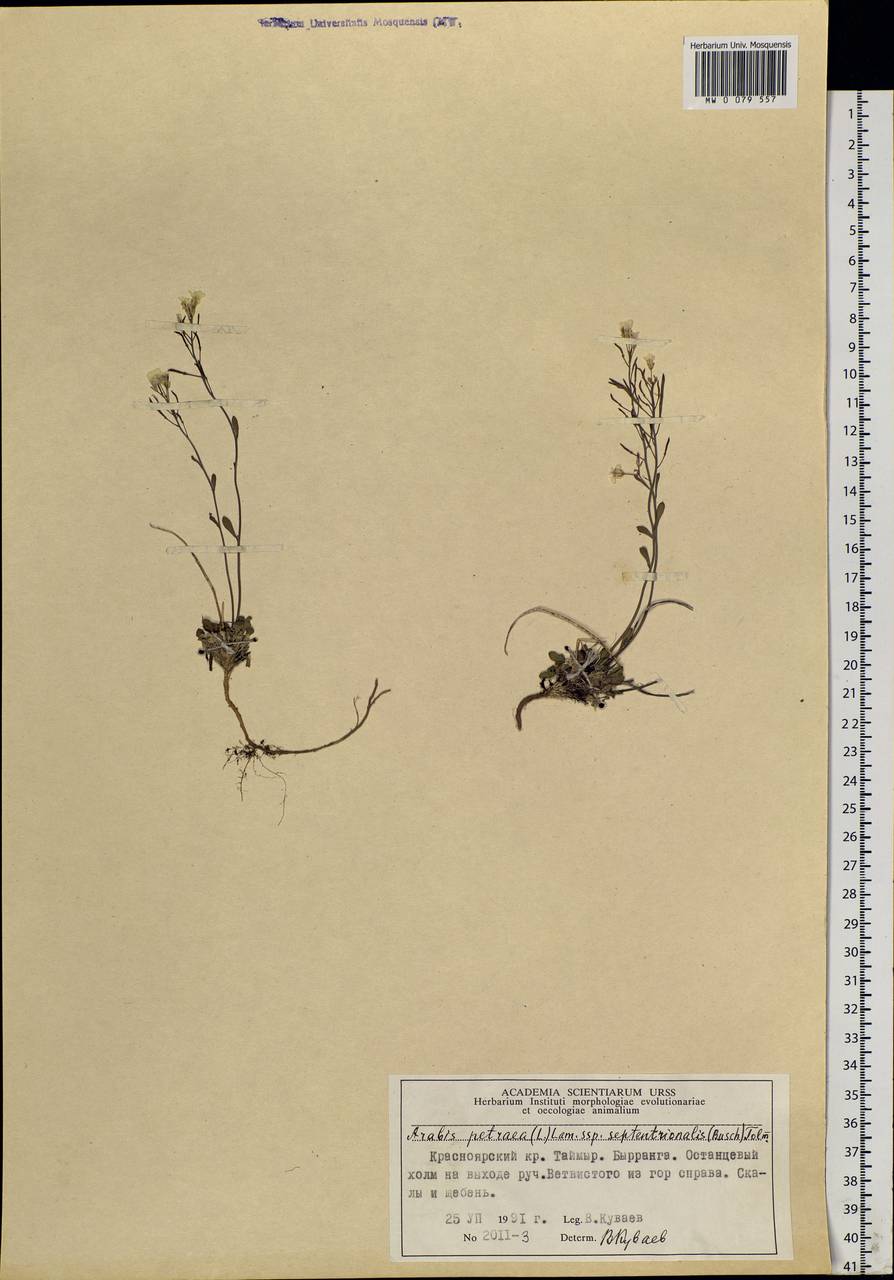 Arabidopsis septentrionalis (N. Busch) D. A. German, Siberia, Central Siberia (S3) (Russia)